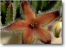 Stapelia flavirostris