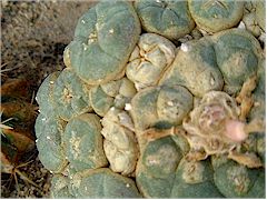 Piqures de Tetranychus urticae sur Lophophora