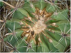 Dégâts de thrips sur Ferocactus