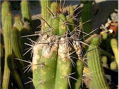 Dégâts de thrips sur Trichocereus macrogonus