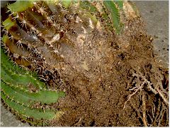 Trichocereus atteint par la pourriture