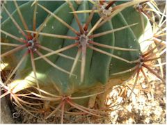 Vieillissement sur Ferocactus