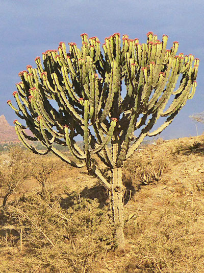 Euphorbia abyssinica