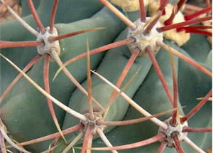 Aréoles de Ferocactus