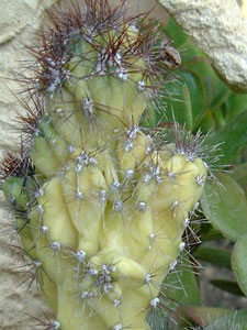 Chlorose ferrique sur Cereus