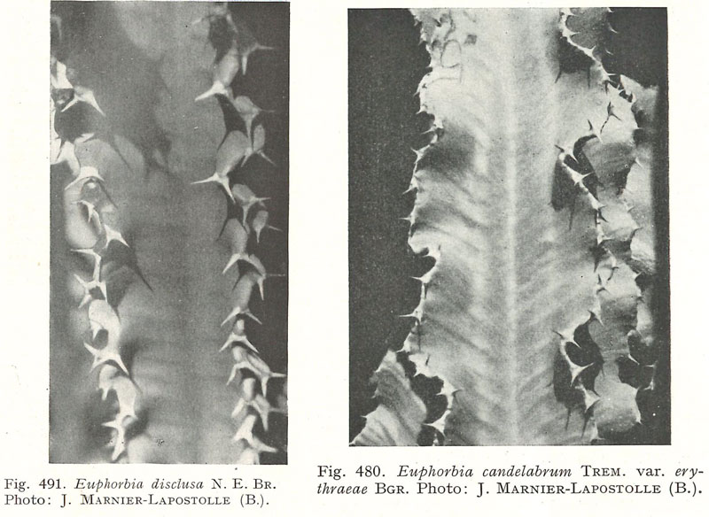 Euphorbia disclusa et Euphorbia erythraeae