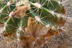 Eclatement visible sur un Ferocactus flavovirens