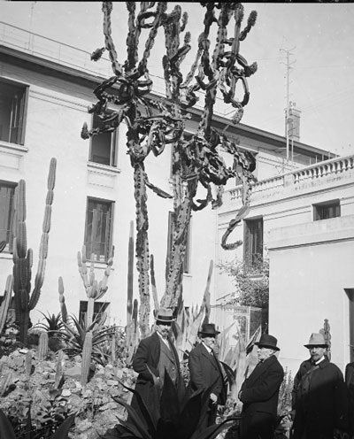 une Euphorbia au Jardin Botanique de l'Université d'Alger 