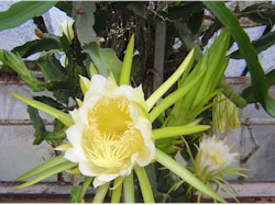 Hylocereus undatus