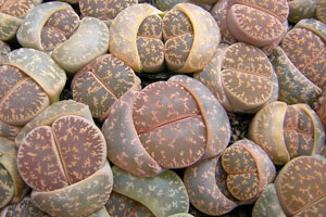 Lithops lesliei