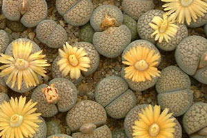 Lithops verruculosa