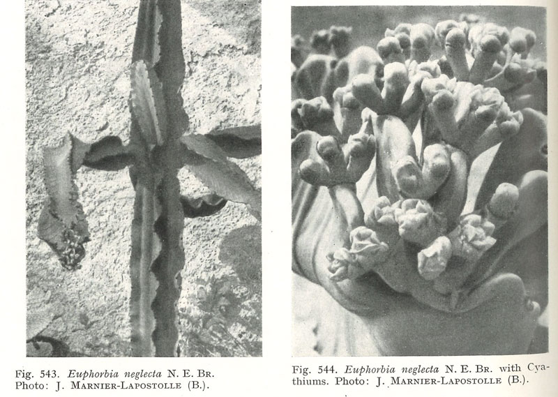 Euphorbia neglecta selon Jacobsen