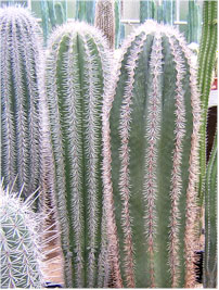 Pachycereus pringlei