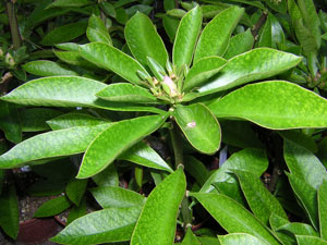 Pereskia grandifolia