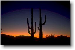 Saguaro