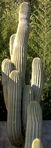 Trichocereus terscheckii, 6 mètres de hauteur